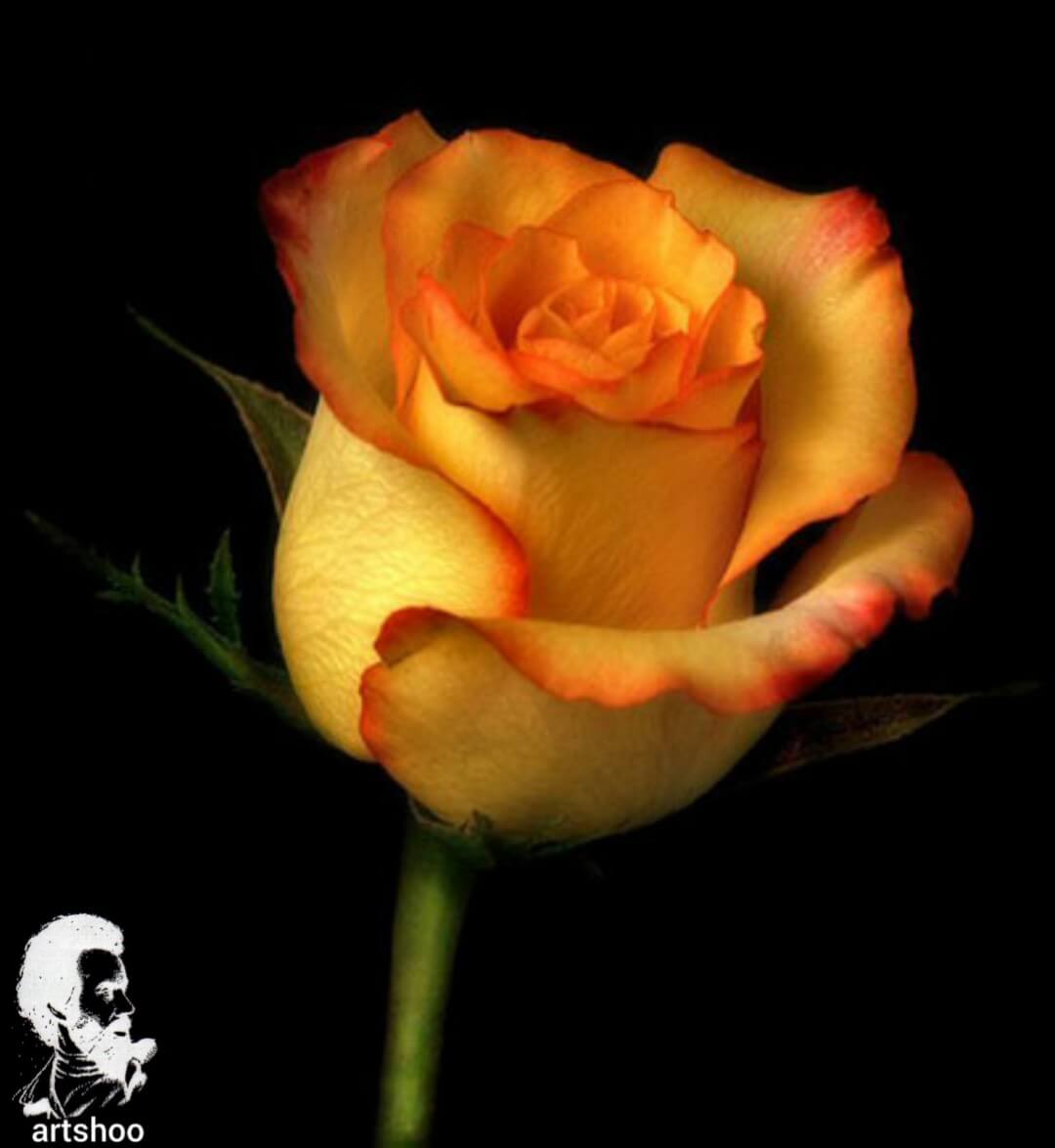 آموزش نقاشی رنگ روغن